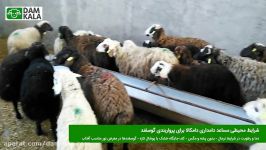 روش های پرواربندی گوسفند در دامداری دامکالا  فروش گوسفند زنده  damkala