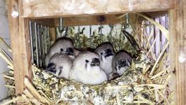 تعذیه فنچ  Feeding Zebra Finch