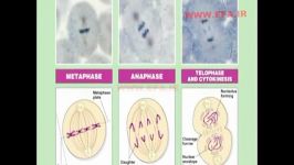 مراحل تقسیم سلولیمیتوز