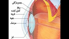 اندام های حسی بدن چشم