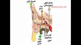 اندام های حسی گوش