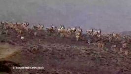 ویدیو دیدنی بزهای کوهی خرس ها در ارتفاعات برفی البرز