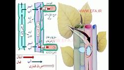 حرکت مواد آلی در گیاهان