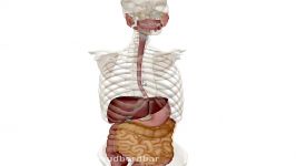 آناتومی بدن دستگاه گوارش بدن انسان
