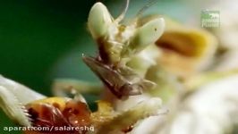 مستند حیات وحش  مستند ترسناک آخوندک عابد Praying Mantis Documentary ا HD