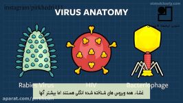 کرونا  ویروس های جدید کجا آمده اند؟