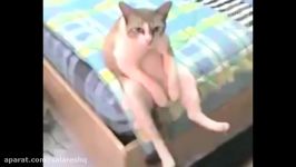 گربه هایی حرکات دقیقا مثل آدم دارند Cats Acting Like Humans Funny Cat ا HD