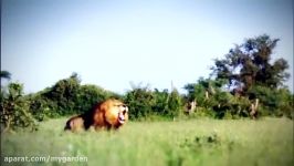 مستند حیات وحش  تلاش یوزپلنگ مادر برای نجات توله ها حمله شیر