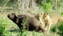 مستند حیات وحش  شکار بوفالو توسط شیرها مزاحمت کفتارها