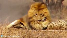 مستند حیات وحش  یوزپلنگ بعد شکار گوزن خود شکار شیر میشود