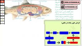 آموزش زیست کنکور  گردش خون ماهی ها زیست دهم فصل 4