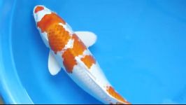 Orenji Hariwake Japanese Koi Fish