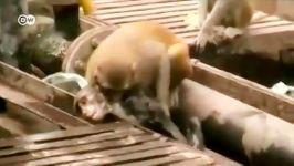 نجات دادن جان یک میمون در راه آهن توسط میمونی دیگر