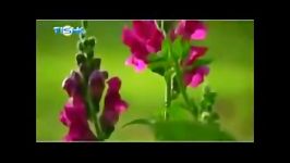 ناصر رزازی قاله مه ره