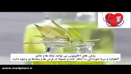 روغن اکالیپتوس درمان مشکلات سیستم تنفسی