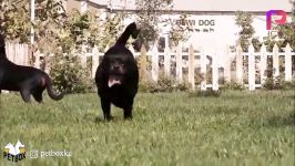 معرفی نژاد روتوایلر rottweiler