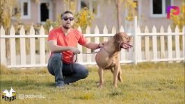 معرفی نژاد ماستیف فرانسوی French Mastiff