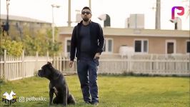 معرفی نژاد کین کورسو Cane Corso