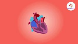 سلامت قلب عروق  چه چیزهای برای قلب مضر هستند