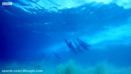 فیلمبرداری مخفیانه دلفین ها در زیر آبهای اقیانوس  دلفین های بازیگوش