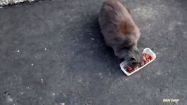 غذا دادن به گربه خاکستری تنها گرسنه