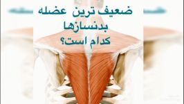 ضعیف ترین عضله بدنسازها. ابوالفضل زاهدی سایت آرنولدشو