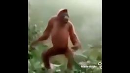 میمون رقاص.این جوونی های خردادیان هستش خخخ