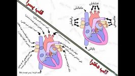 مقایسه قلب پسر قلب دختر