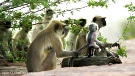 عزاداری میمون ها برای بچه میمون جاسوس