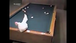 بلیارد بازی کردن مرغ
