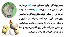 آموزش علوم پایه سوم ابتدایی درس 13 پرندگان