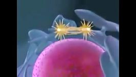 Biology  Meiosis  cell division