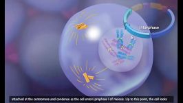 Meiosis Crossing Over and Variability 3D Animation