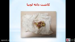 تدریس درس علوم سوم دبستان درس ریشه ها