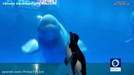 Penguin meets beluga whales in aquarium closed amid coronavirus crisis 