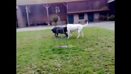 سگ ارژانتینی dago argantino کن کورسو cane corso