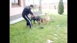 سگ ارژانتینی dago argantino کن کورسو cane corso دو