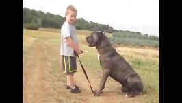 رفتار کن کورسو cane corso سگ گارد بچه ها