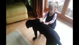 رفتار کن کورسو cane corso سگ گارد دختر بچه