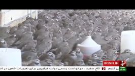 پرورش كبك شهرستان كاشان ايران