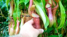 محتویات شکم گیاه گوشتخوار Nepenthes Pitcher