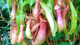 محتویات شکم گیاه گوشتخوار Nepenthes Pitcher