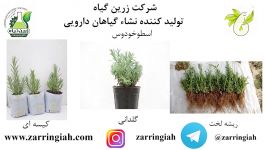 تولید ارسال نشاء انواع گیاهان دارویی