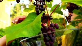 Grape jelly ژلــه انـگوراز آشپزخانه خوراک ایرانی ژلـه انگور دسـر بوی گلاب و