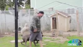 اموزش دفاع کردن حفاظت به کن کورسو cane corso