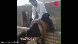 فیلم بی رحمانه شکنجه الاغ نگون بخت در یکی روستاهای کشور