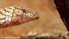 دیده نشده ترین مارها The Most Venomous Snakes in the World  Modern Dinosaurs