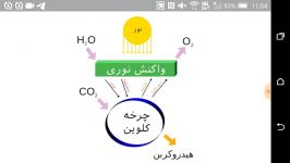 مرحله اول فتوسنتز