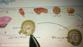 تولید گامت ماده در نهاندانگان تدریس