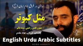 مثل کبوتر میون قفس مداحی امام زمان جواد مقدم  مترجم  English Urdu Subtitles